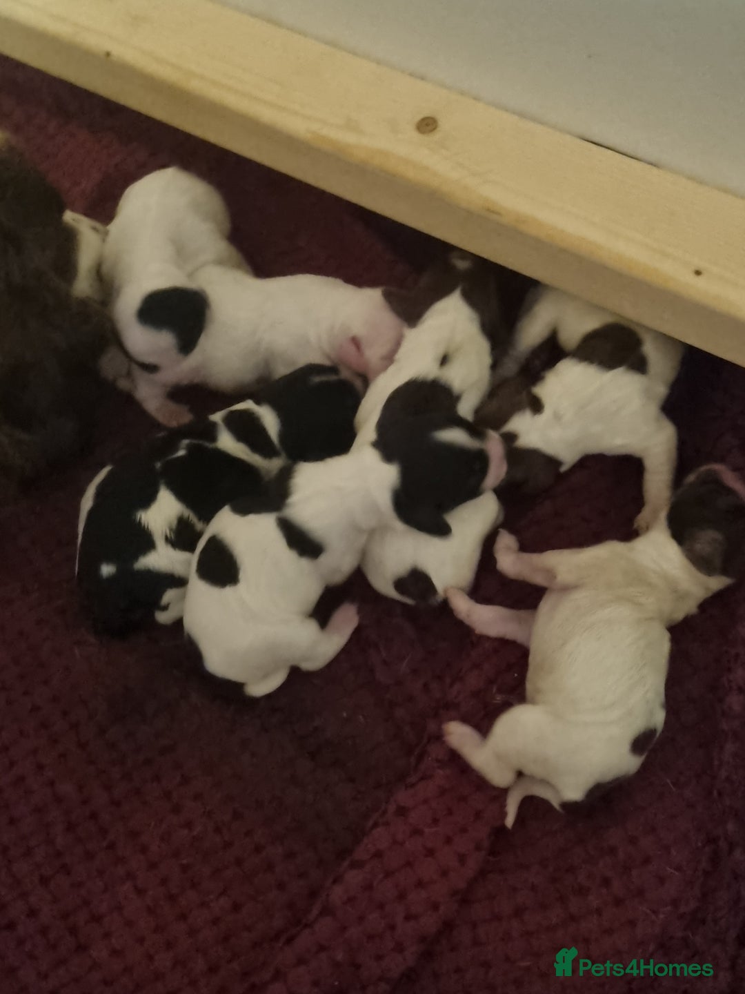 Sprocker dogs for sale: Sprocker  - Image 3