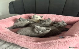British Shorthair cats for sale: British shorthair kittens - Image 6