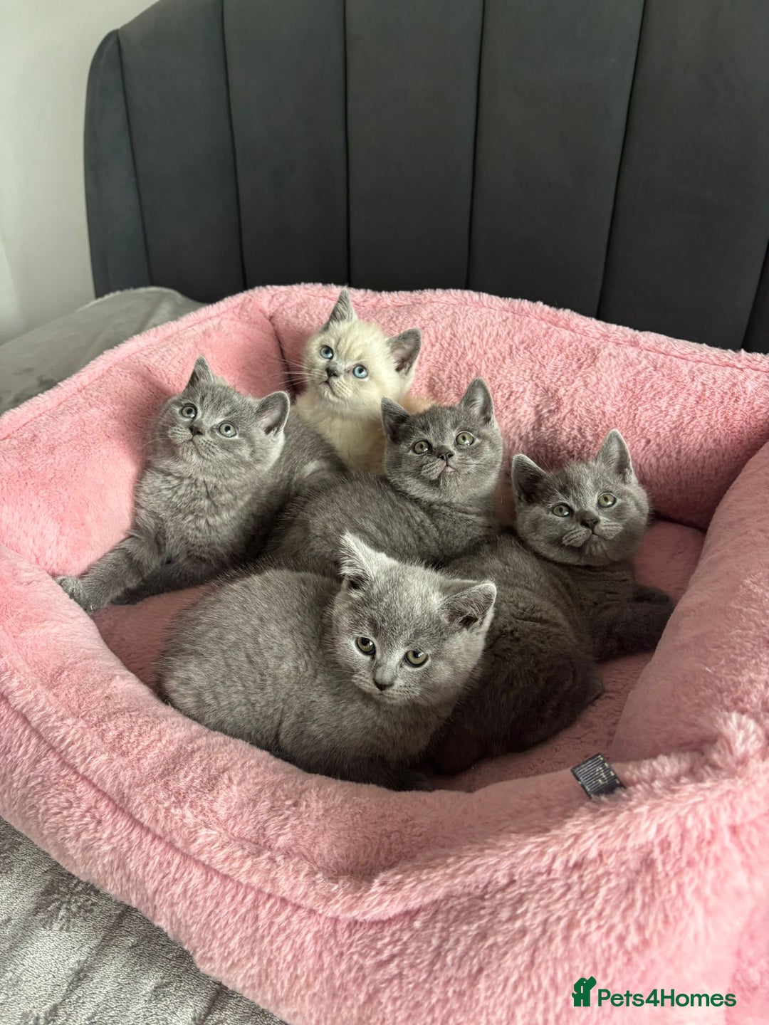 British Shorthair cats for sale: British shorthair kittens - Image 6