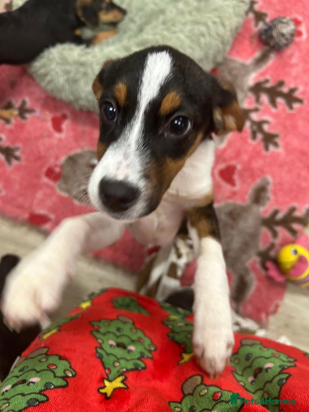 Mixed Breed dogs for adoption: Holly - In Ayr Looking for a home  - Advert 7