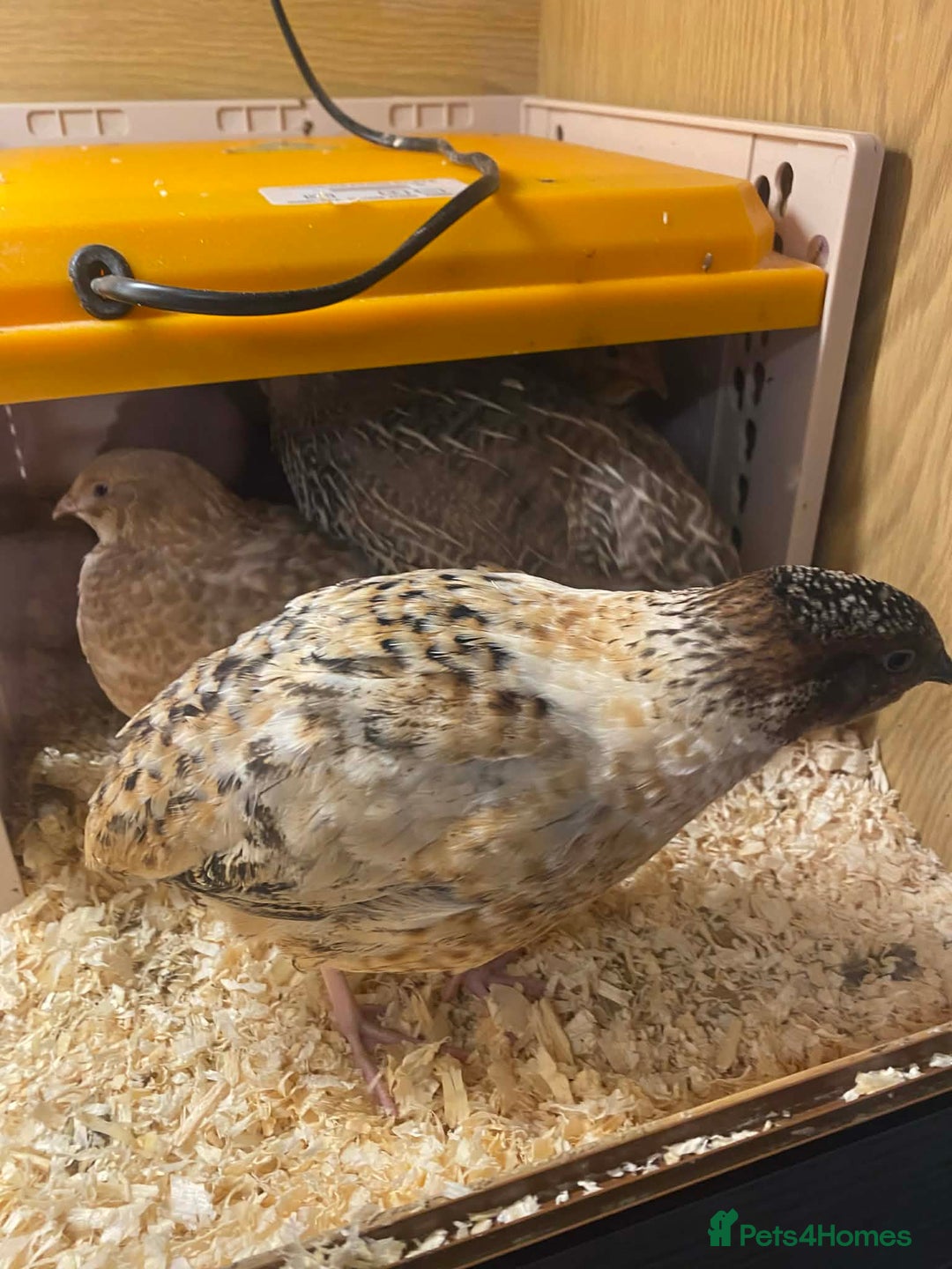 Mixed Breed birds for sale: Cortex Quails - Mixed Male & Female - Advert 6
