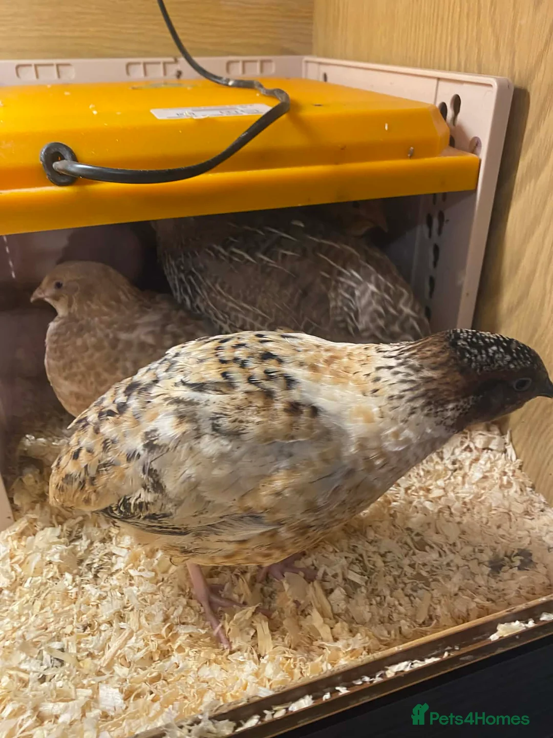Mixed Breed birds for sale: Cortex Quails - Mixed Male & Female - Advert 6