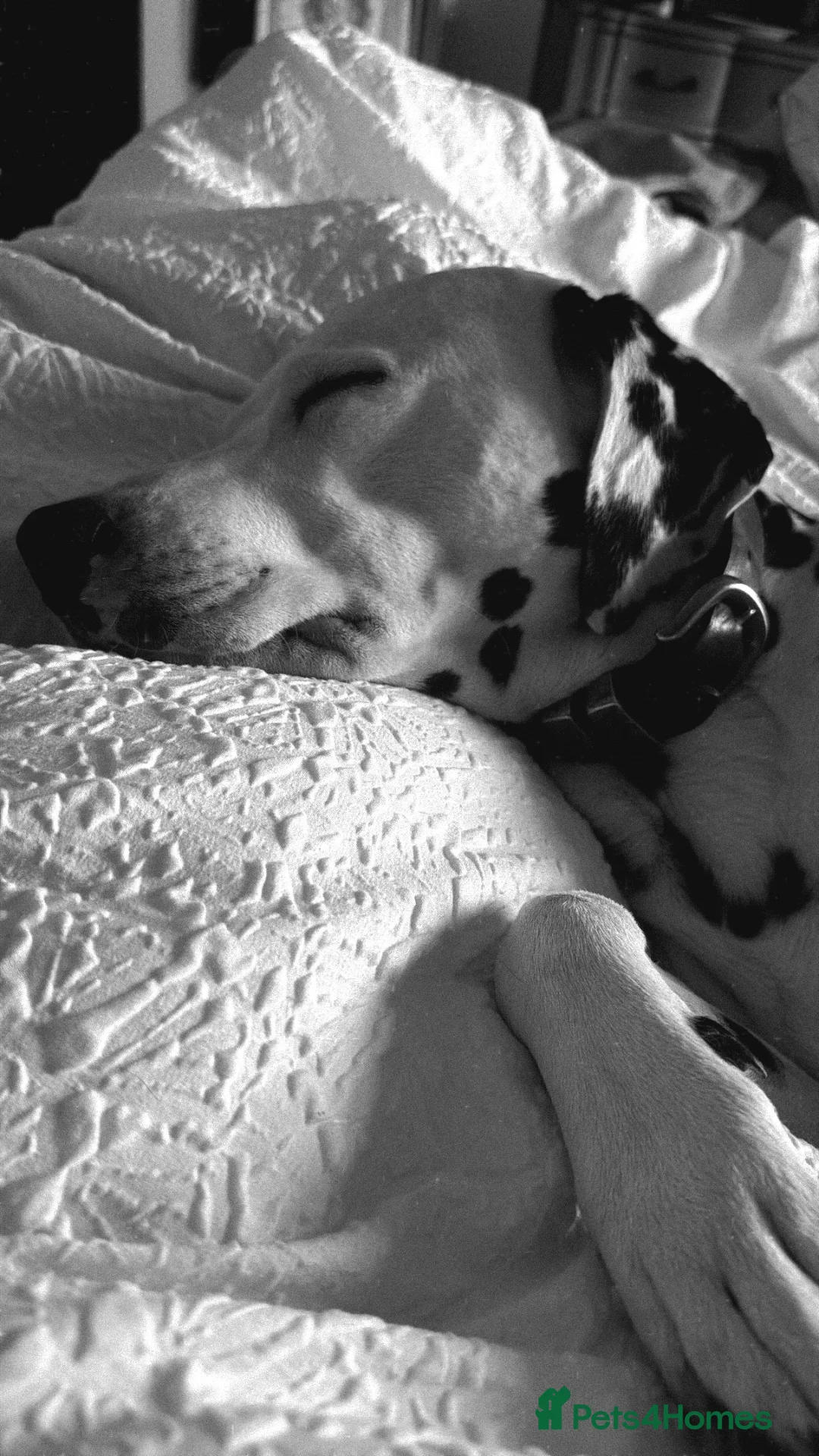 Dalmatian dogs for stud: Male  - Advert 11
