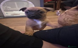 Jack Chi dogs for sale: Jack-chi puppies - Advert 20