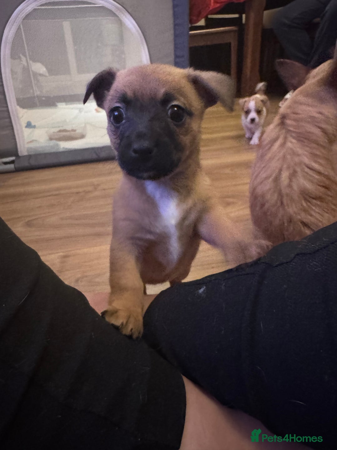 Jack Chi dogs for sale: Jack-chi puppies - Advert 20