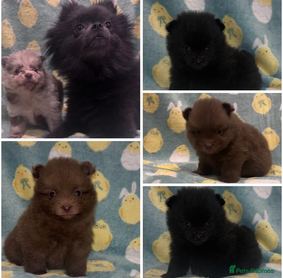 Pomeranian dogs for sale: Kc Pomeranian puppies beautiful colours - Advert 1