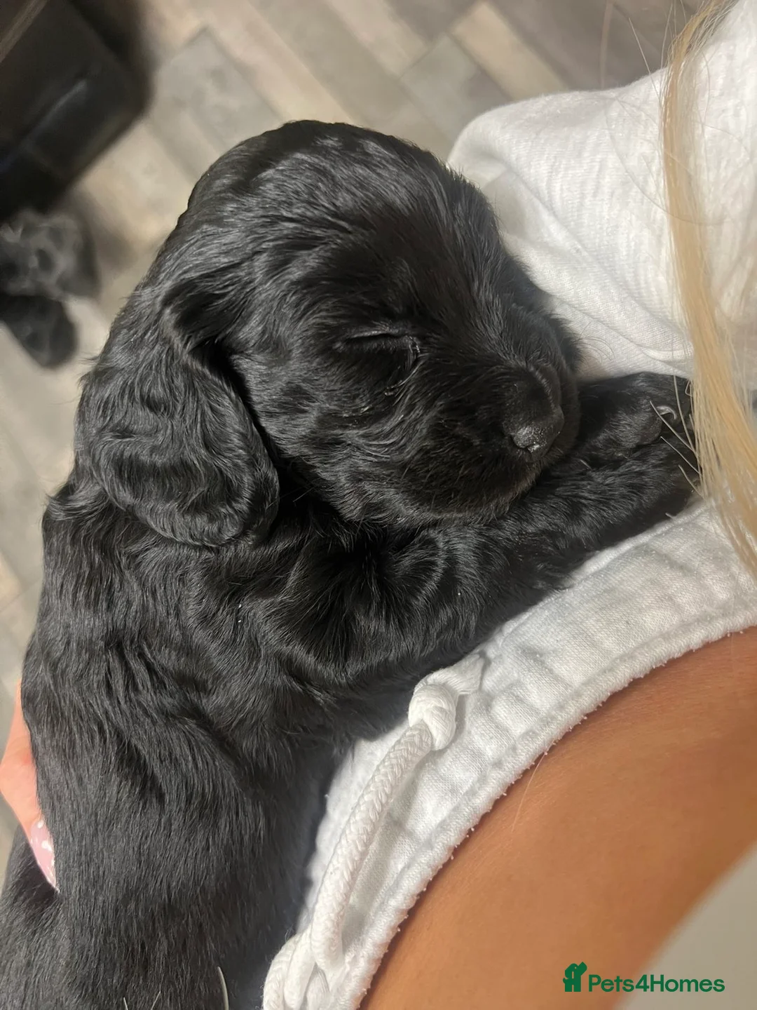 Cockapoo dogs for sale: Beautiful cockapoos born 2nd march!  - Advert 2