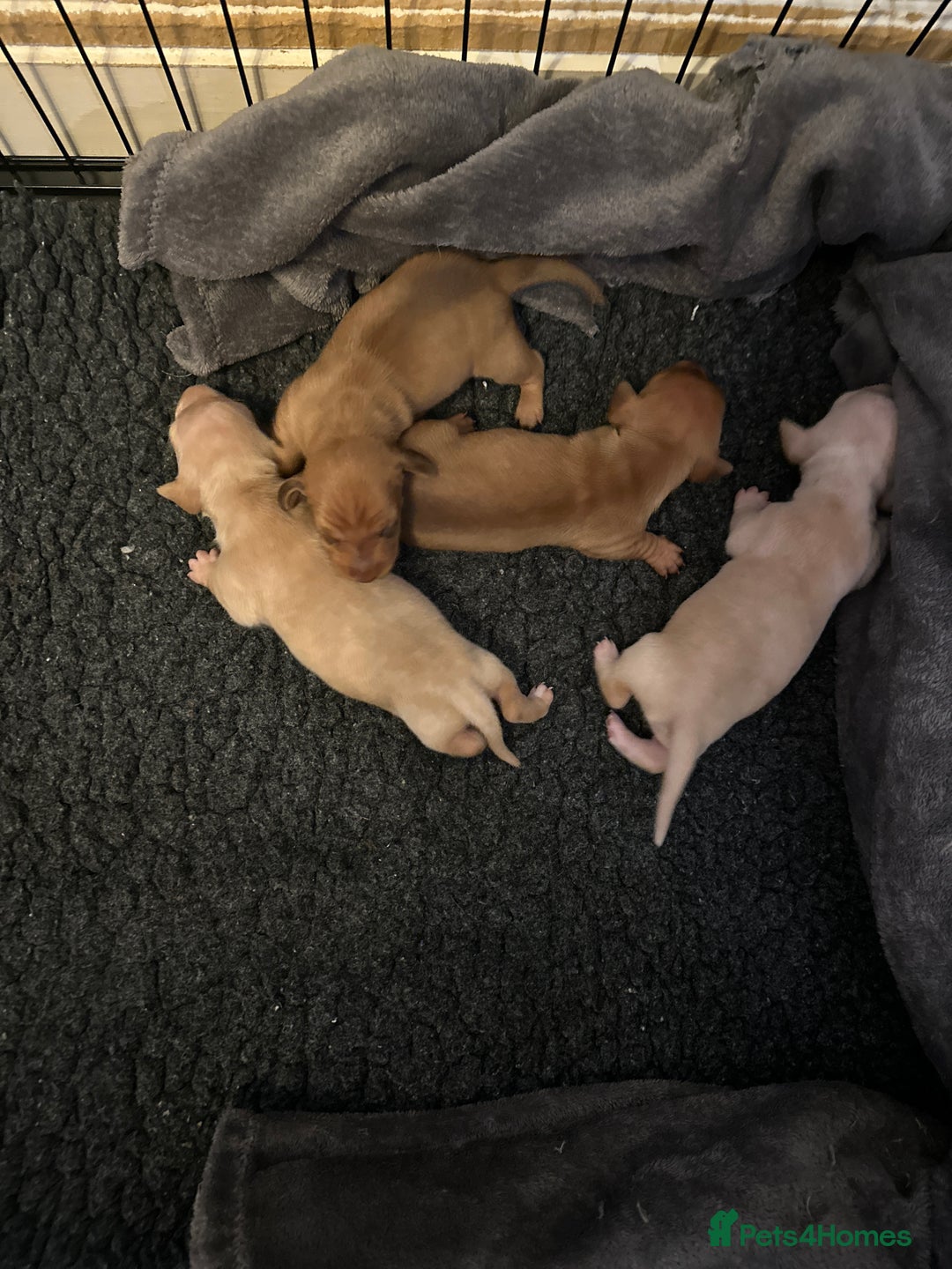Miniature Dachshund dogs for sale: KC miniature dachshunds  - Advert 4