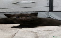 Domestic Shorthair cats for sale: 2 MALE 1 FEMALE  - Image 4