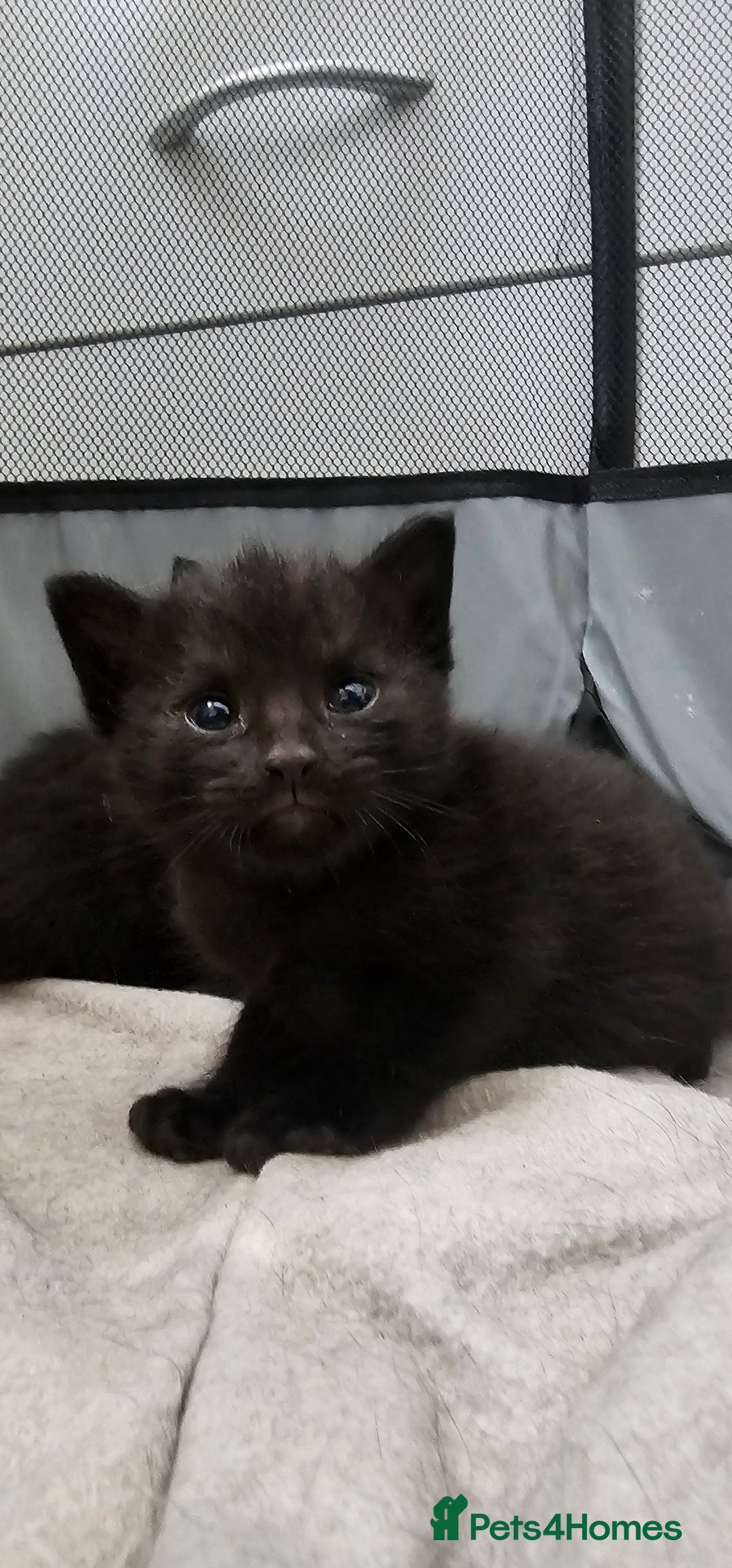 Domestic Shorthair cats for sale: 2 MALE 1 FEMALE  - Image 4