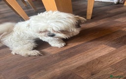Mixed Breed dogs for sale: Shih tzu girl  - Image 5
