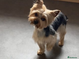 Yorkshire Terrier dogs in Stonehaven - Advert 1