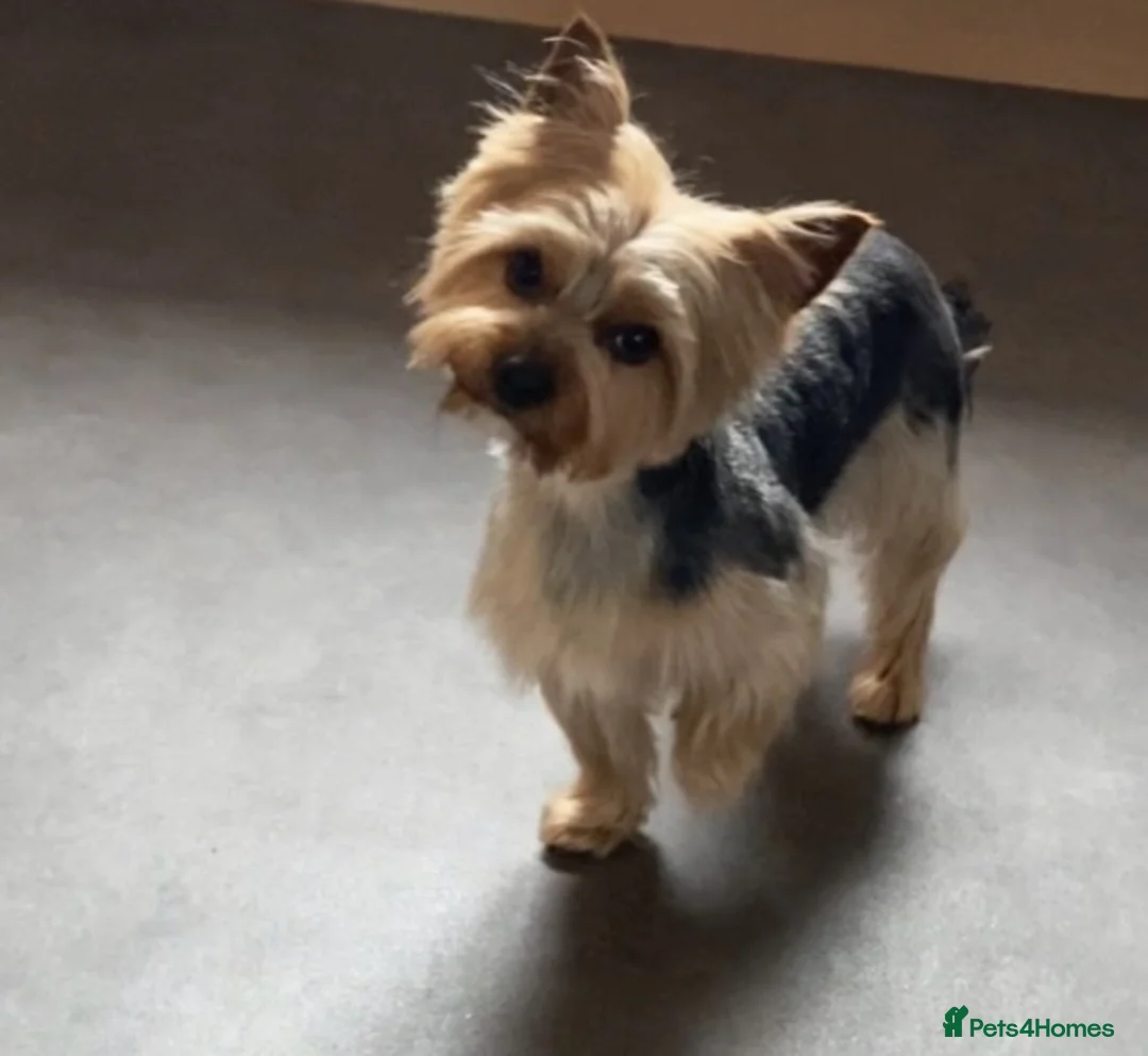 Yorkshire Terrier dogs for stud: Yorkshire terrier Dog For Stud Kc Registered in Stonehaven - Advert 1