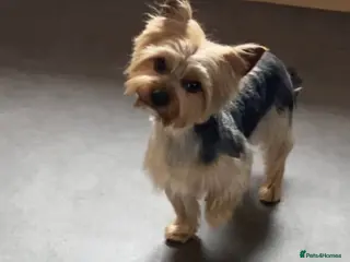 Yorkshire Terrier dogs Yorkshire terrier Dog For Stud Kc Registered in Stonehaven - Advert 1