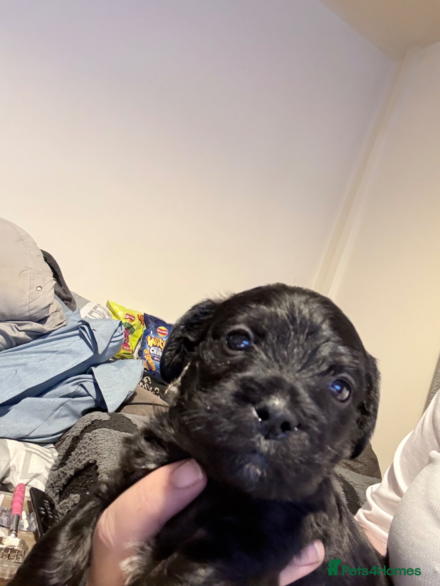 Mixed Breed dogs Frorkie puppies miniature frenchie/yorkie - Advert 2