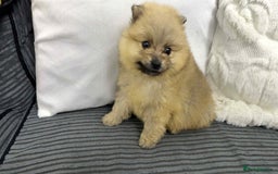 Pomeranian dogs for sale: ✨ Fluffy Pomeranian Puppies – Ready in October! - Image 15