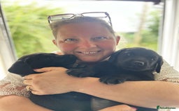 Labrador Retriever dogs for sale: Beautiful Labrador pups, Ready to go!  - Image 1