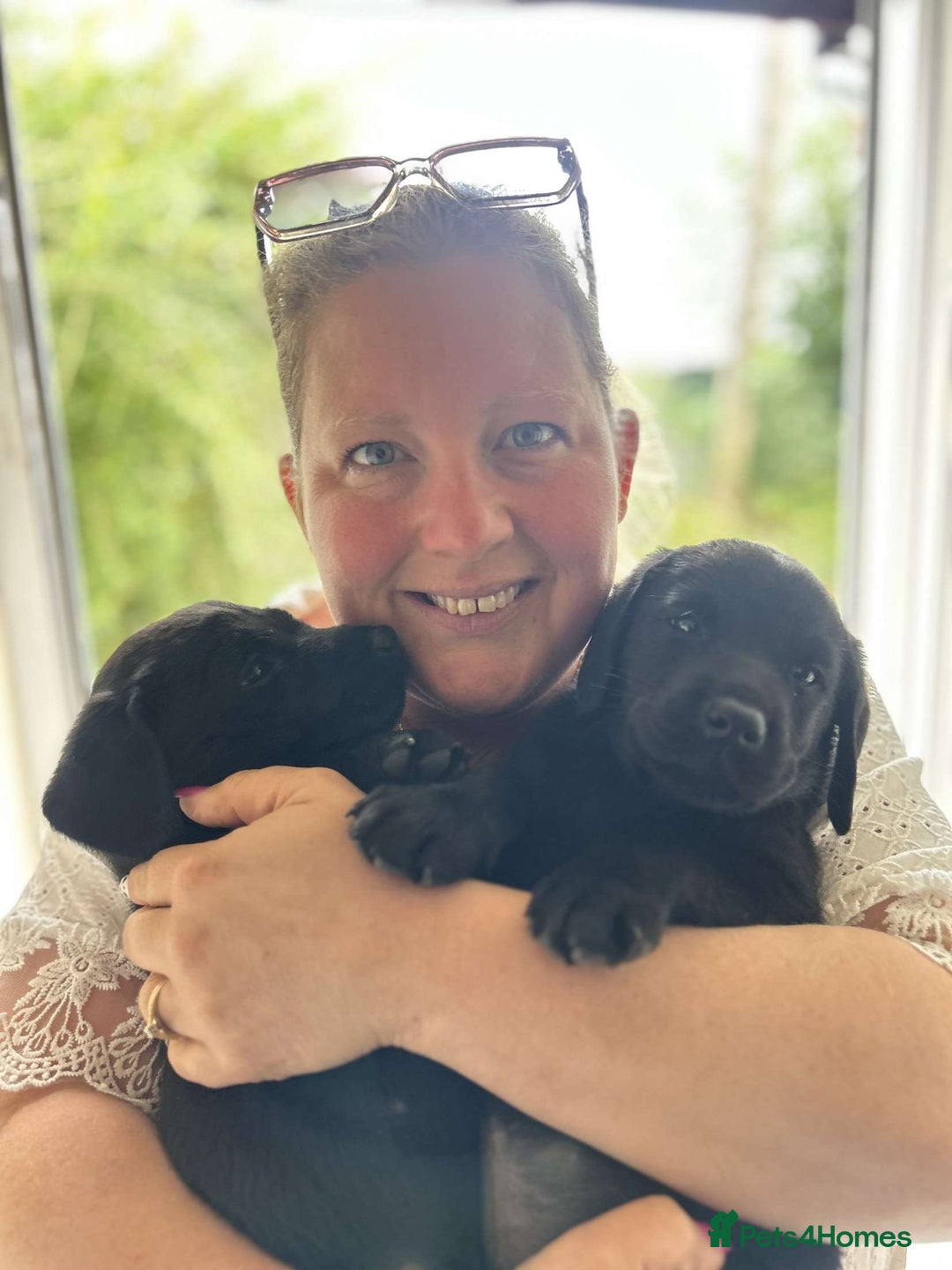 Labrador Retriever dogs for sale: Beautiful Labrador pups, Ready to go!  - Image 1