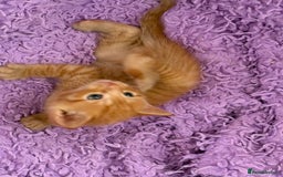 Maine Coon cats for sale: Kittens Half Maincoone  - Image 3
