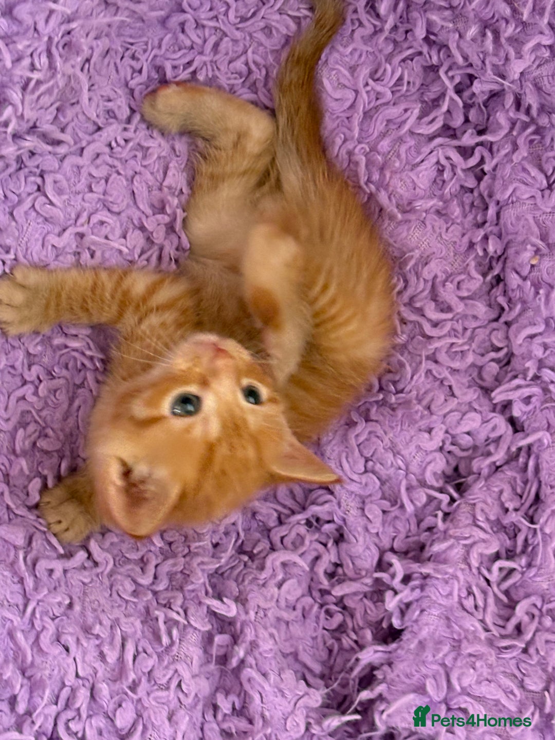 Maine Coon cats for sale: Kittens Half Maincoone  - Image 3