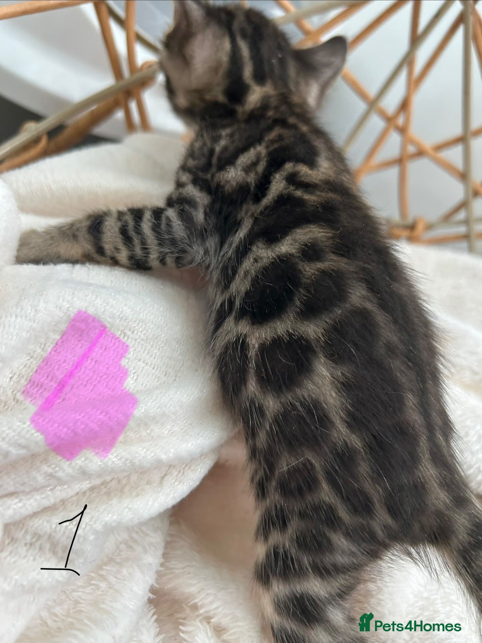 Bengal cats 💕 Stunning Pure Bengal Kittens ❤️ - Advert 2