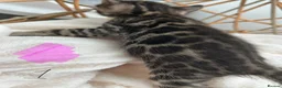 Bengal cats for sale: 💕 Stunning Pure Bengal Kittens ❤️ - Advert 2
