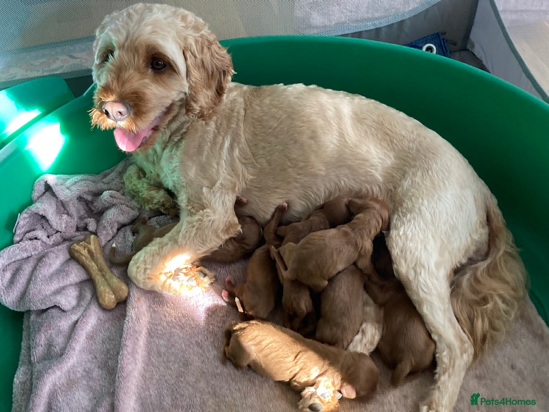 Mixed Breed dogs for sale: Cockapoo/Cavapoo Mix Puppies Available 10 Nov 25 - Image 3