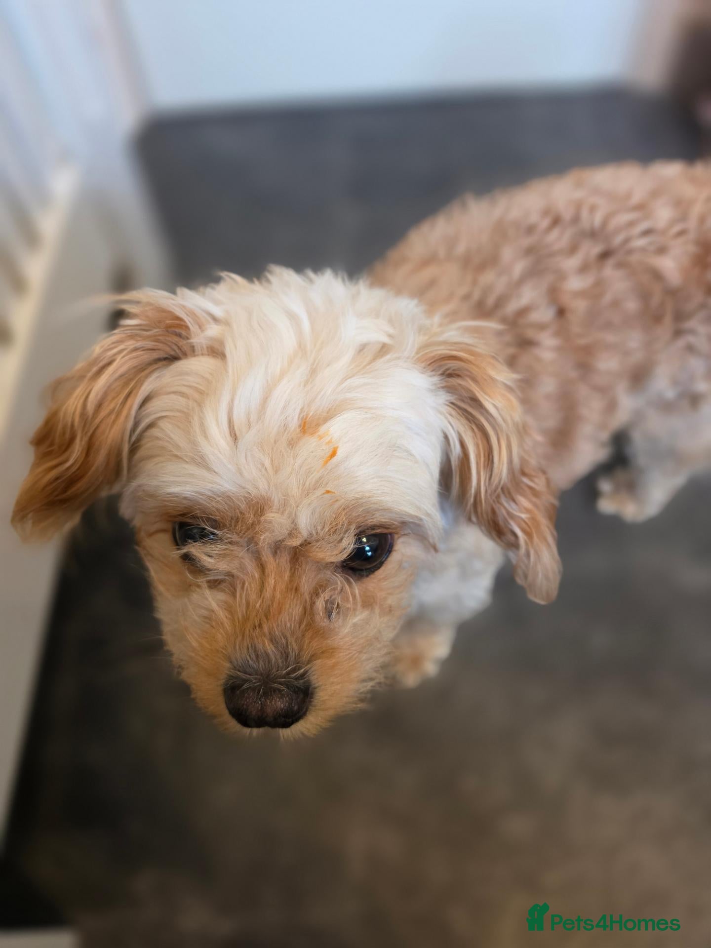Chipoo dogs 6 years ols Milo a lovely Chipoo for sale - Advert 14