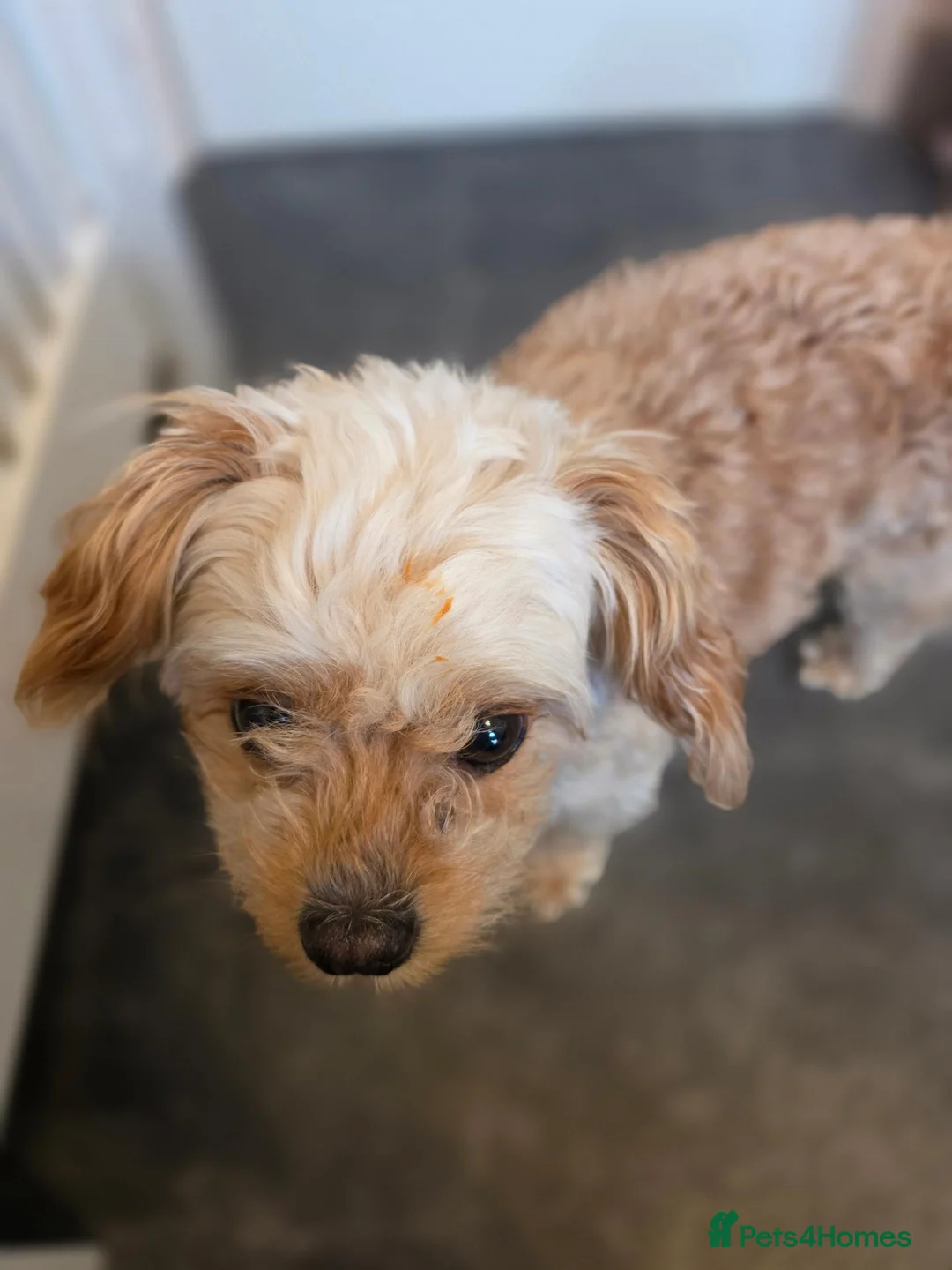 Chipoo dogs for sale: 6 years ols Milo a lovely Chipoo for sale in Wigan - Advert 1