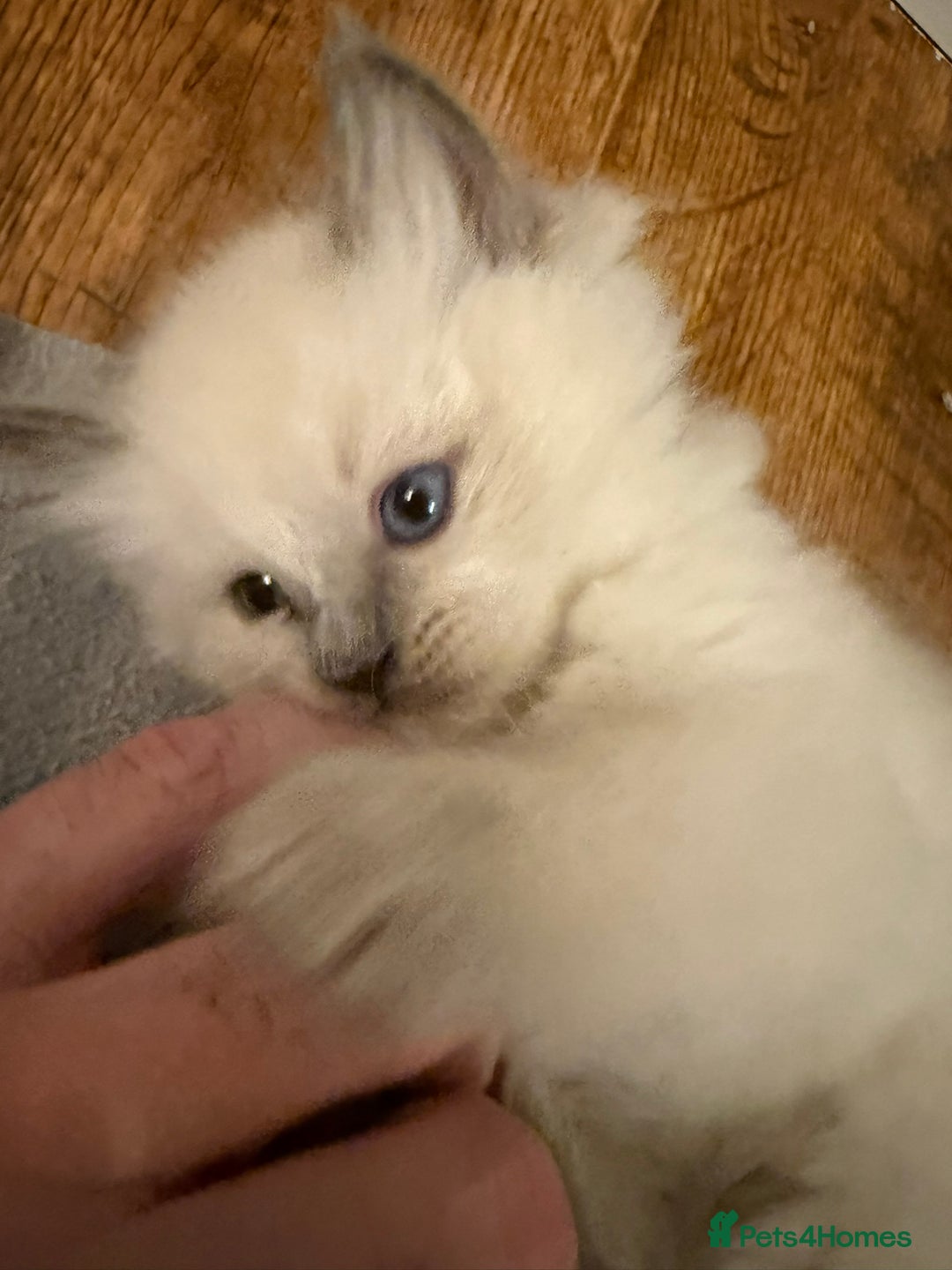 Ragdoll cats for sale: GCCF registered Pedigree Ragdoll kittens - Advert 13