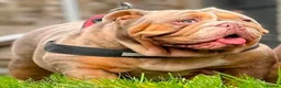 English Bulldog dogs for sale: Pedigree English Bulldog  - Advert 3