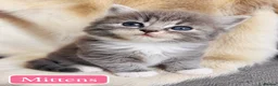 Mixed Breed cats for sale: Beautiful Pedigree line Ragdoll Blue Lynx kittens - Advert 31