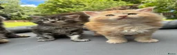 Maine Coon cats for sale: Maine coon  - Advert 12
