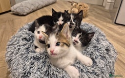 Mixed Breed cats for sale: 5 lovely kittens - Advert 4
