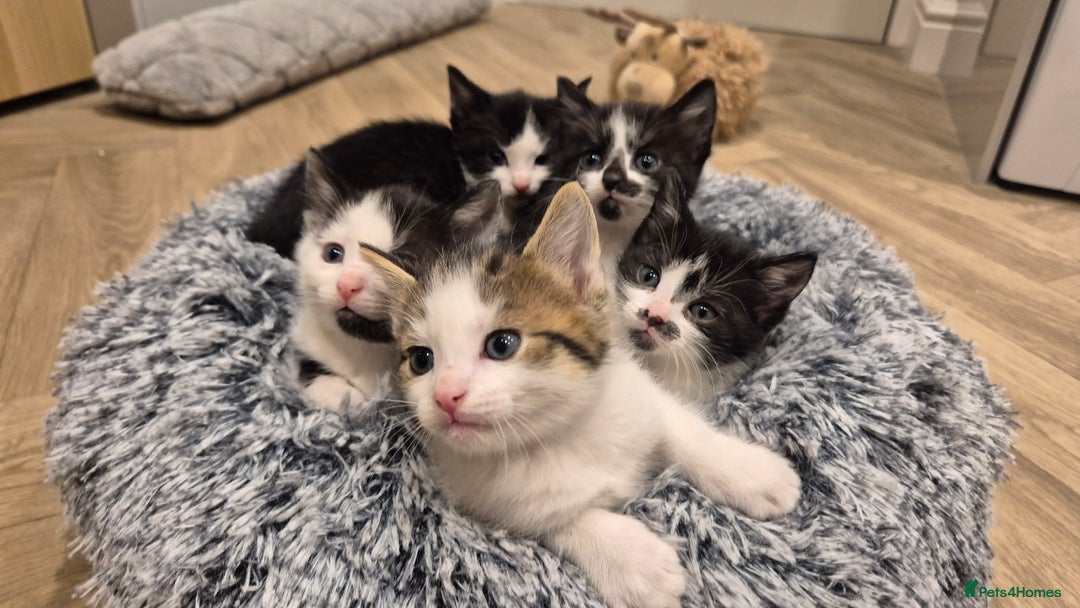 Mixed Breed cats for sale: 5 lovely kittens - Advert 4