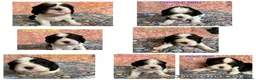Cavalier King Charles Spaniel dogs for sale: Beautiful KC Cavalier King Charles Spaniel Puppies in Bristol - Advert 1