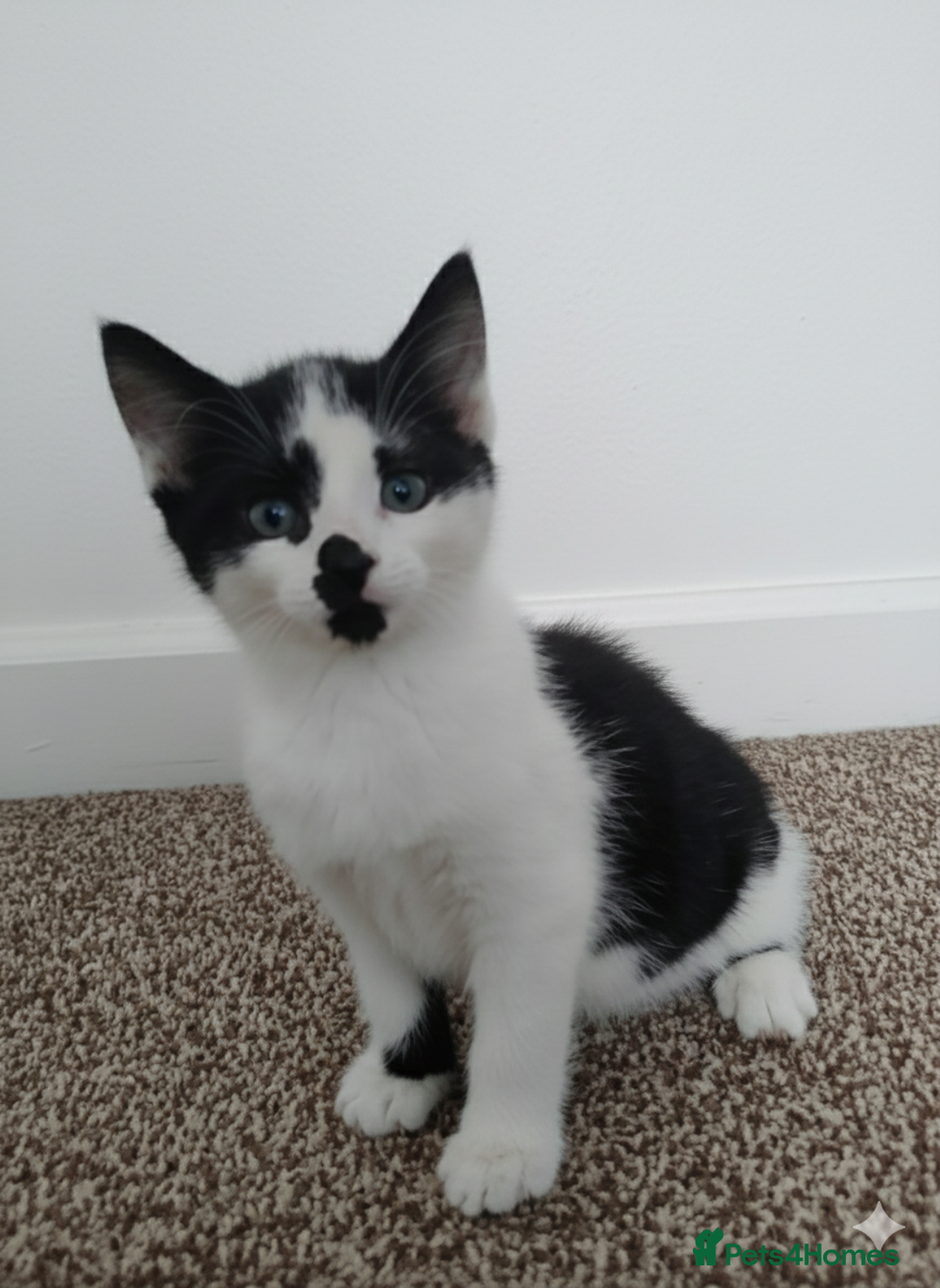 Devon Rex cats for sale: Kittens  - Advert 3