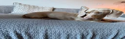 Miniature Dachshund dogs for stud: Isabella Tan KC Registered Stud  - Advert 8