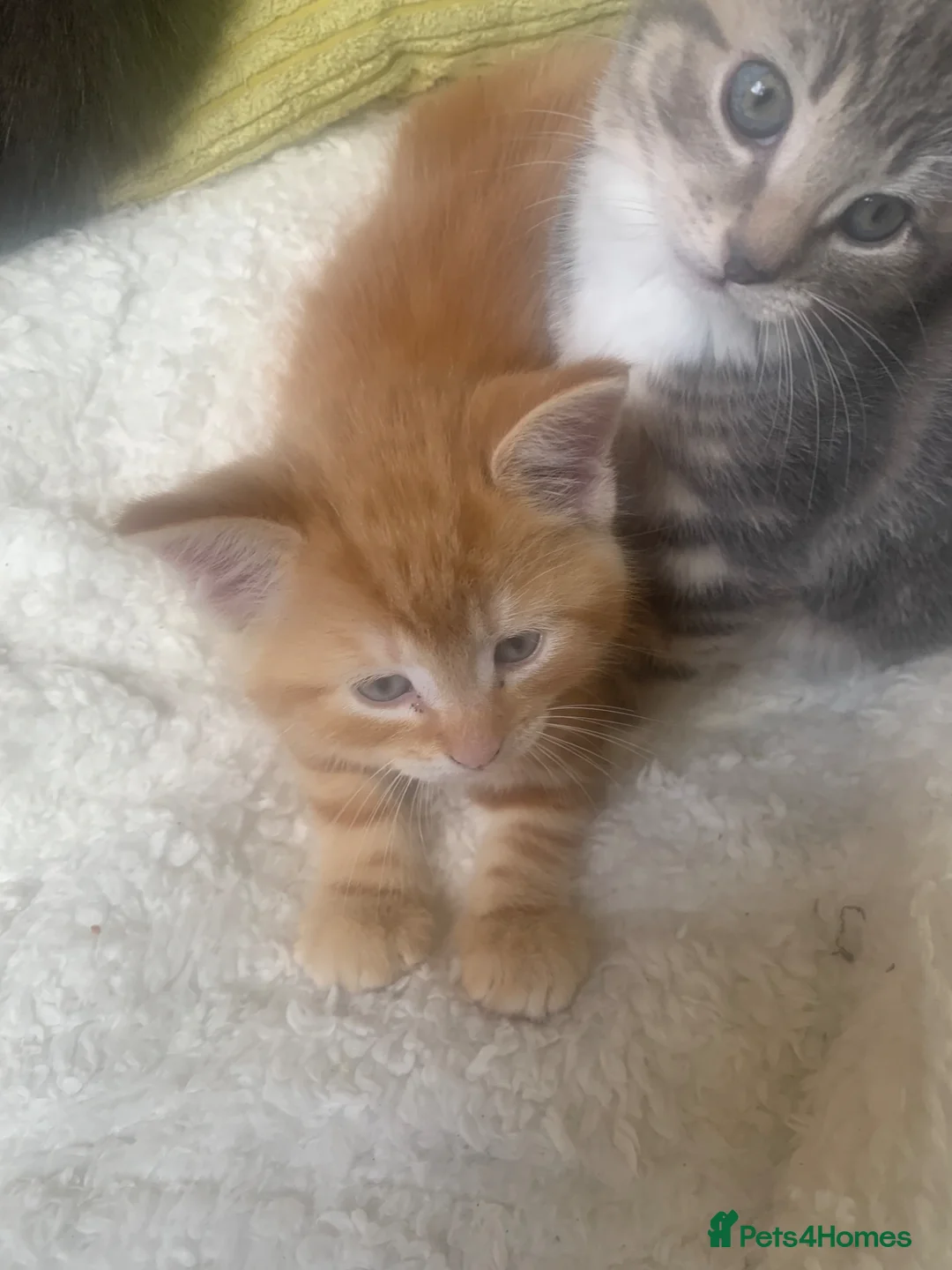 Mixed Breed cats for sale: For Sale 7 Gorgeous Kittens in Tranent - Advert 2