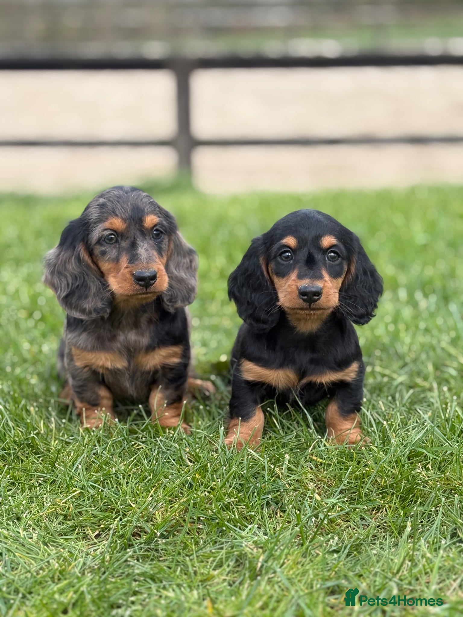Dachshund dogs Beautiful miniature long hair Dachshunds  - Advert 15