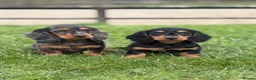 Dachshund dogs for sale: Beautiful miniature long hair Dachshunds  - Advert 1