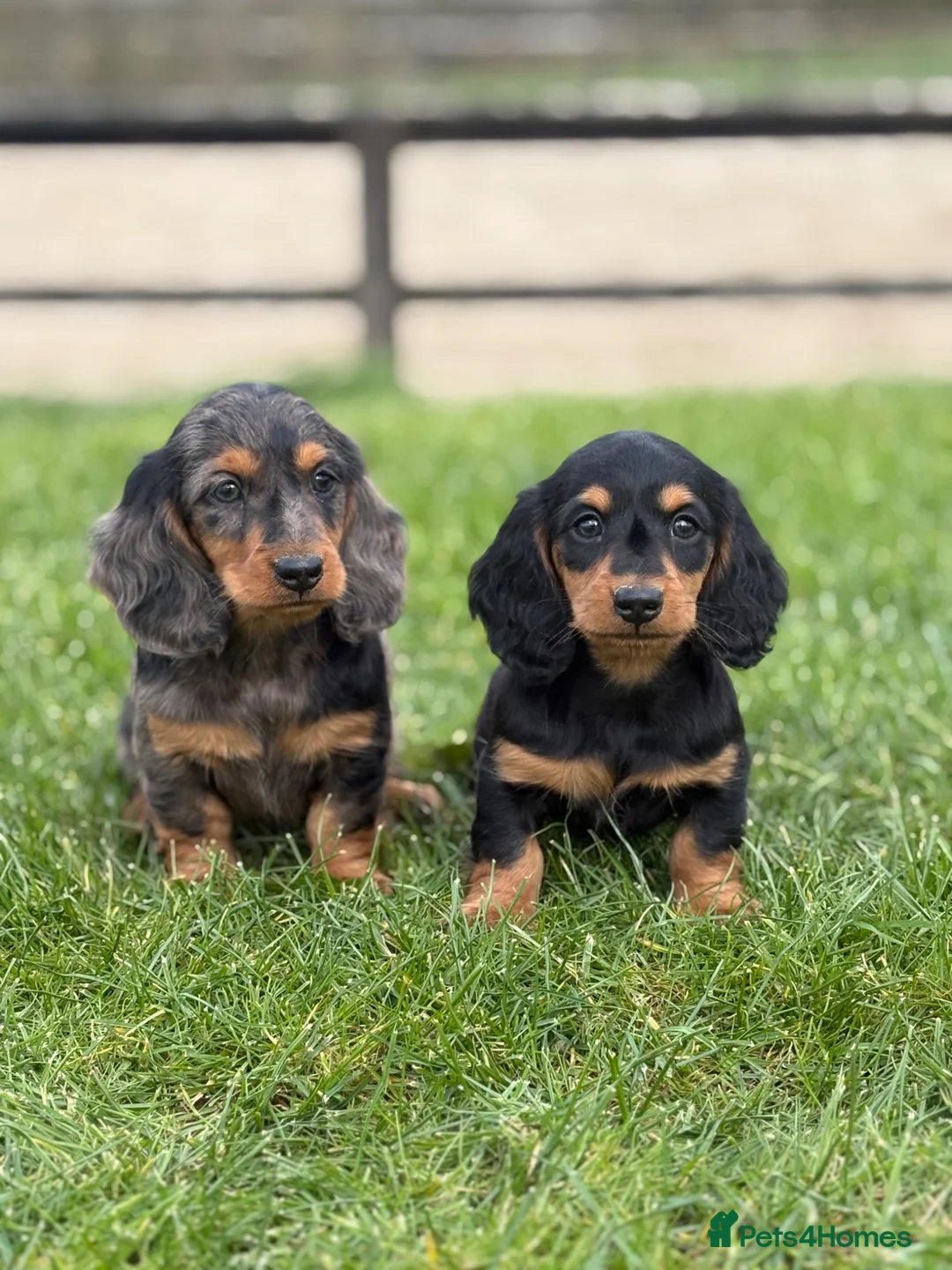 Dachshund dogs for sale: Beautiful miniature long hair Dachshunds  - Advert 1