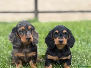 Dachshund dogs Beautiful miniature long hair Dachshunds - Advert 15