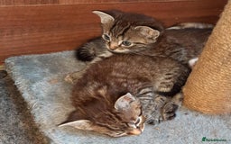 Mixed Breed cats for sale: Adorable kitten's  - Image 14