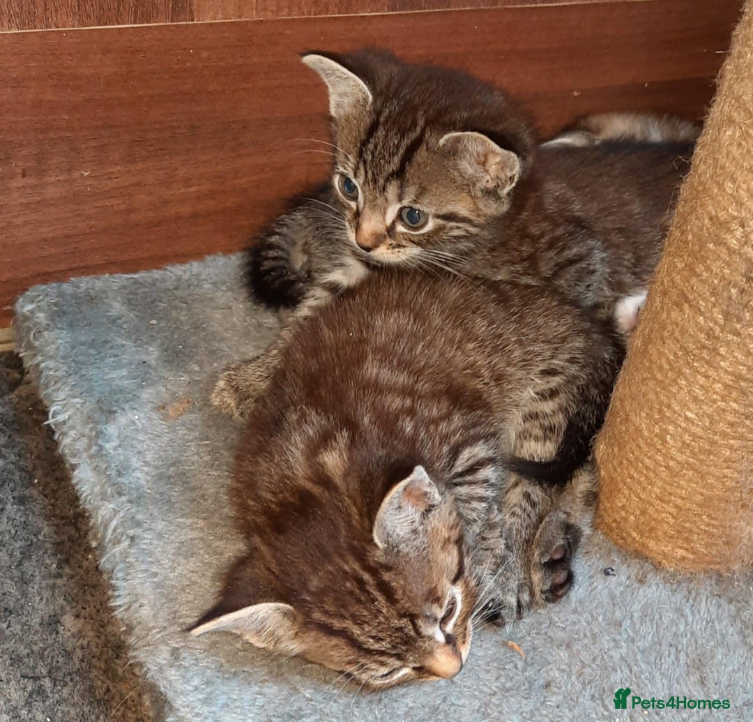 Mixed Breed cats for sale: Adorable kitten's  - Image 14