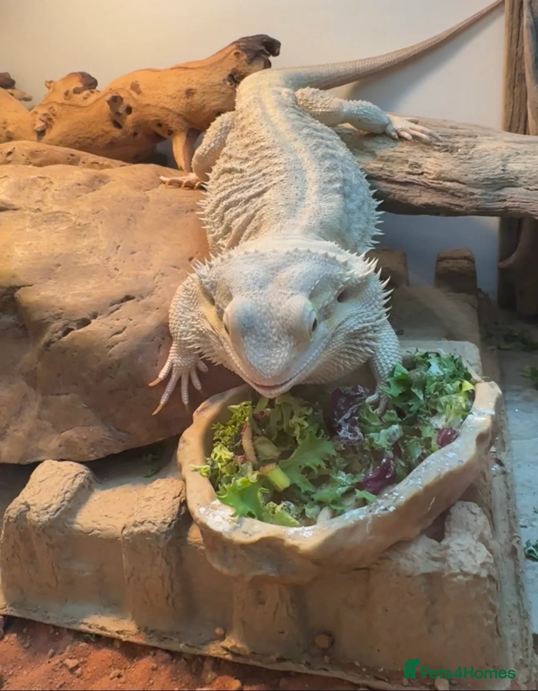 Bearded Dragon reptiles for sale: 4yr Old Bearded Dragon & Vivarium in Tredegar - Advert 10
