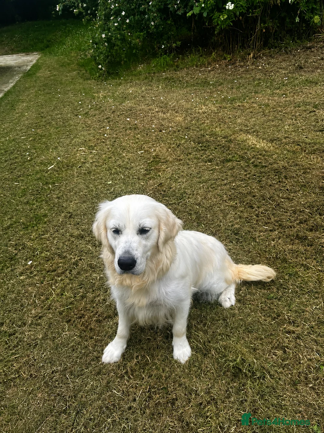 Golden Retriever dogs for sale: Beautiful litter of golden retrievers available  - Advert 13