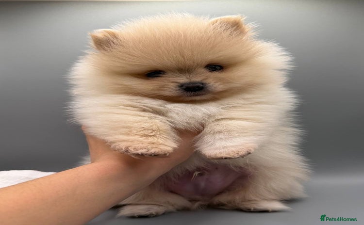 Pomeranian dogs - Advert 6