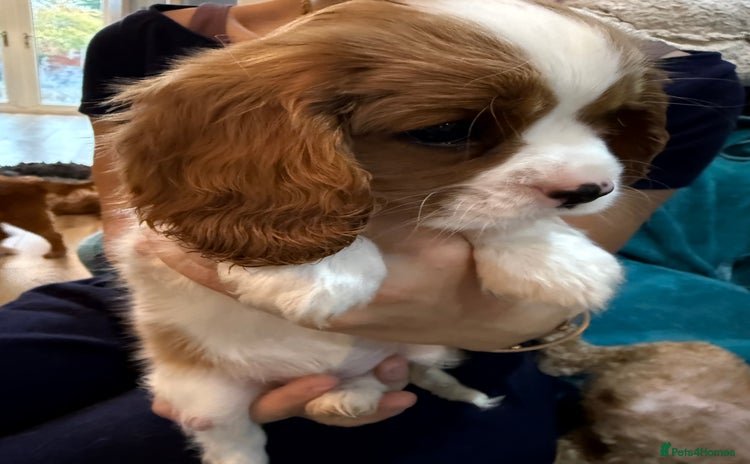 Cavalier King Charles Spaniel dogs - Advert 6