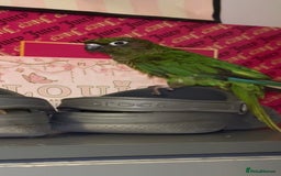 Conures birds for sale: Green cheek conure  - Advert 4
